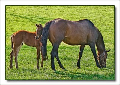 horses5007.jpg