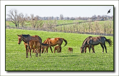 horses4991.jpg