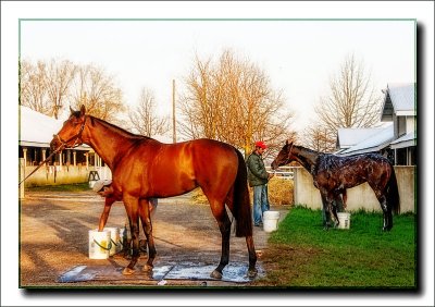 lhorse4450.jpg