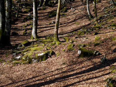 Bosque de hayas