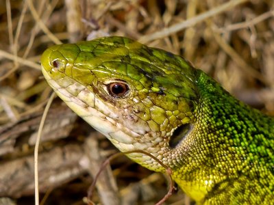 Lagarto Ocelado