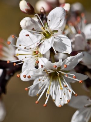 Endrino (Prunus spinosa)