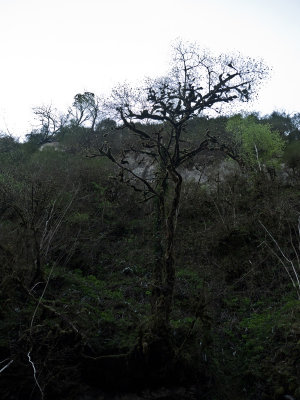 El mismo árbol