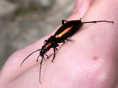 Un habitante de la garganta