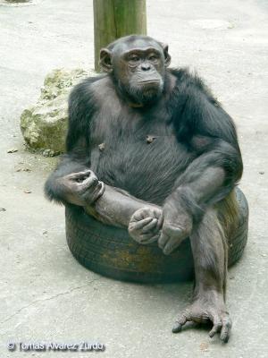 Chimpanc