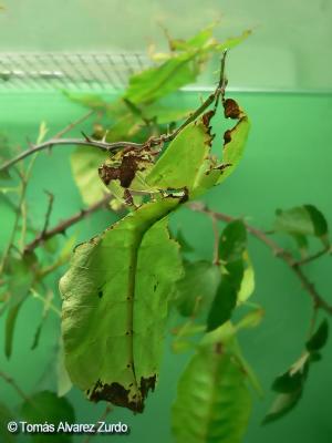 Phyllium Bioculatum (Insecto hoja)