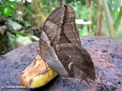 Caligo (Mariposa bho)