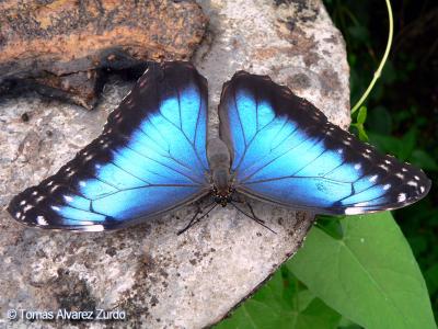 Blauer Morphofalter