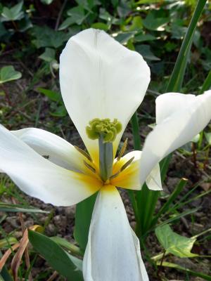 Tulipán (Tulipa gesneriana)