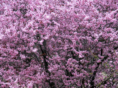 Arbol en flor
