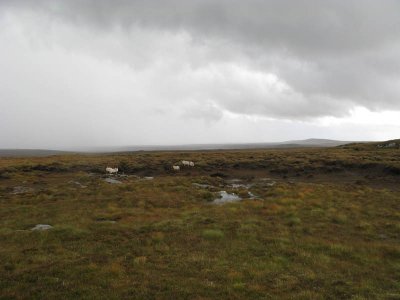 Sheep rain and moorland.jpg