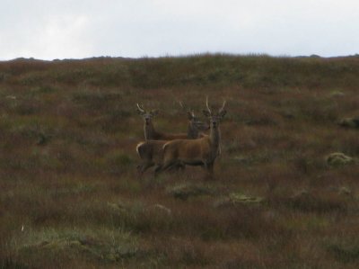 There are no deer on the northern part of Lewis.jpg