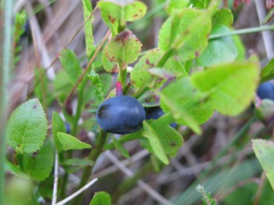 Blaeberry, I think.