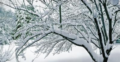 Snow Tree Overcast