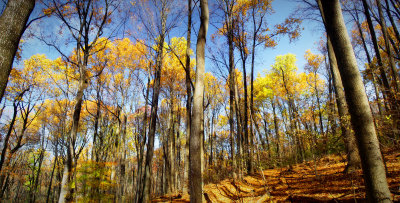 Harper's Ferry golden foliage and blue sky