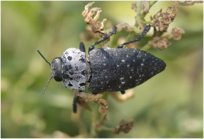 Capnodis tenebrionis -  mediterranean flathead woodborer