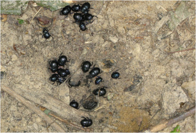 gewone- of Paardenmestkever - Geotrupes stercorarius