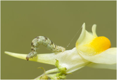 Vlasbekdwergspanner - Eupithecia linariata