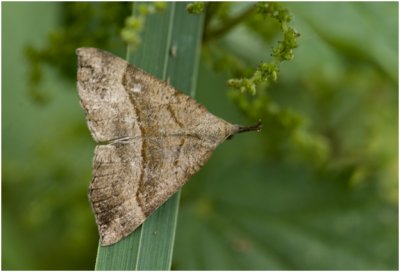 bruine Snuituil - Hypena proboscidalis