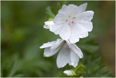 Muskuskaasjeskruid - Malva moschata