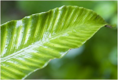 Tongvaren - Asplenium scolopendrium