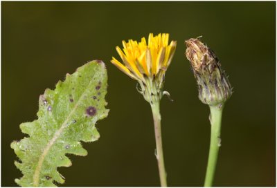 gewoon Biggekruid - Hypochaeris radicata