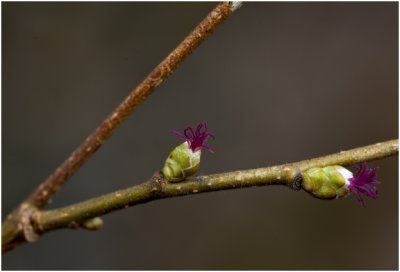 Hazelaar - Corylus avellana - vrouwelijke bloeiwijze