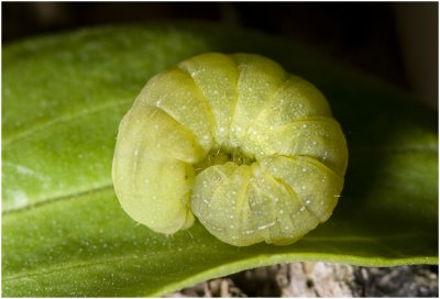 rups van agaatvlinder  - Phlogophora meticulosa