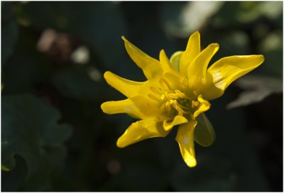gewoon Speenkruid - Ranunculus ficaria