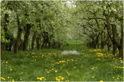 Geulle - voorjaarstapijt in de fruitboomkamer