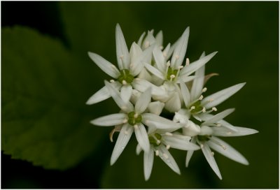 Daslook - Allium ursinum