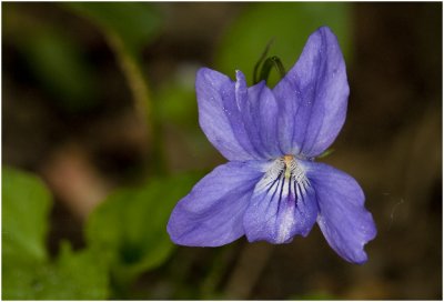 bleeksporig Bosviooltje - Viola riviniana