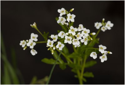 bittere Veldkers  - Cardamine amara