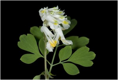 geelwitte Helmbloem - Corydalis ochroleuca