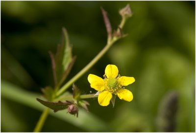 geel Nagelkruid - Geum urbanum