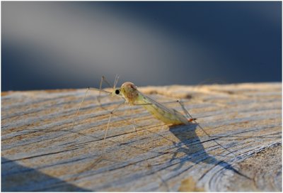 prehistorisch monster of nimf van een insect?