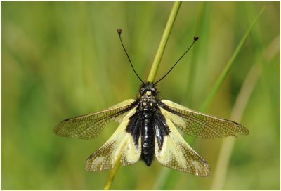 Ascalaphus libelluloides - Vlinderhaft