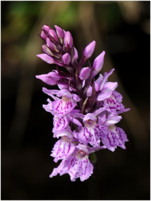 Orchis maculé - Bosorchis