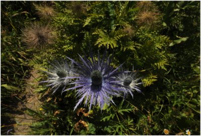 Cahrdon bleu -  Alpenkruisdistel