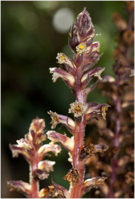 klimopbremraap - Orobanche hederae