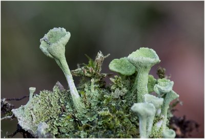 groen Bekermos - Cladonia fimbriata