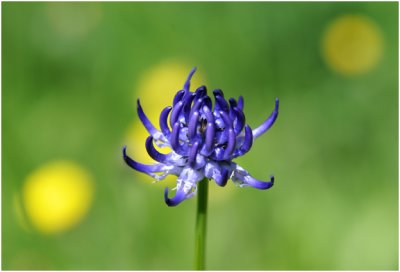 Rapunzelsoort - Phyteuma hemisphaericum - Raiponce Hémispherique