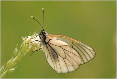 groot geaderd Witje - Aporia crataegi