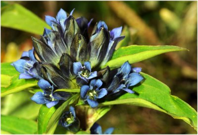 kruisbladige  Gentiaan - Gentiana cruciata