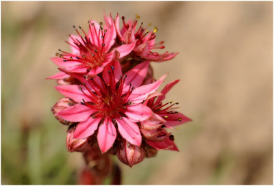 Huislook - Sempervivum - Joubarbe