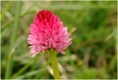 Roze Vanille orchis - Nigritella corneliana   Nigritelle de Cornelia