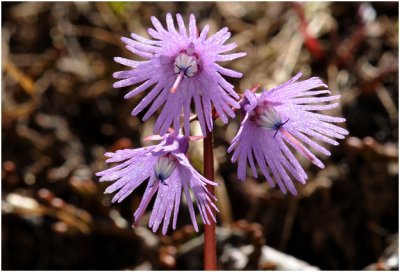Alpenkwastjesbloem - Soldanella alpina