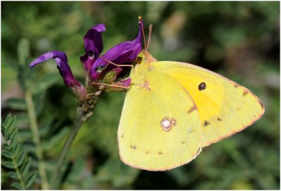 gele Luzernevlinder - Colias hyale