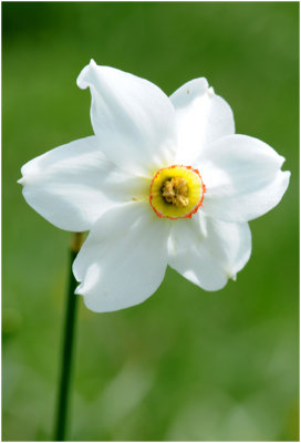 Witte Narcis of Dichtersnarcis - Narcisse a fleur radie - Narcissus poeticus
