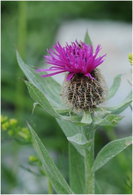 Eenbloemige Centaurie - Centaurée uniflore - Centaurea Uniflora
